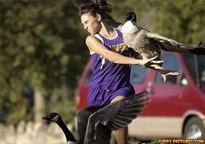 Pictures of 11 Birds You Don't Want To Mess With
